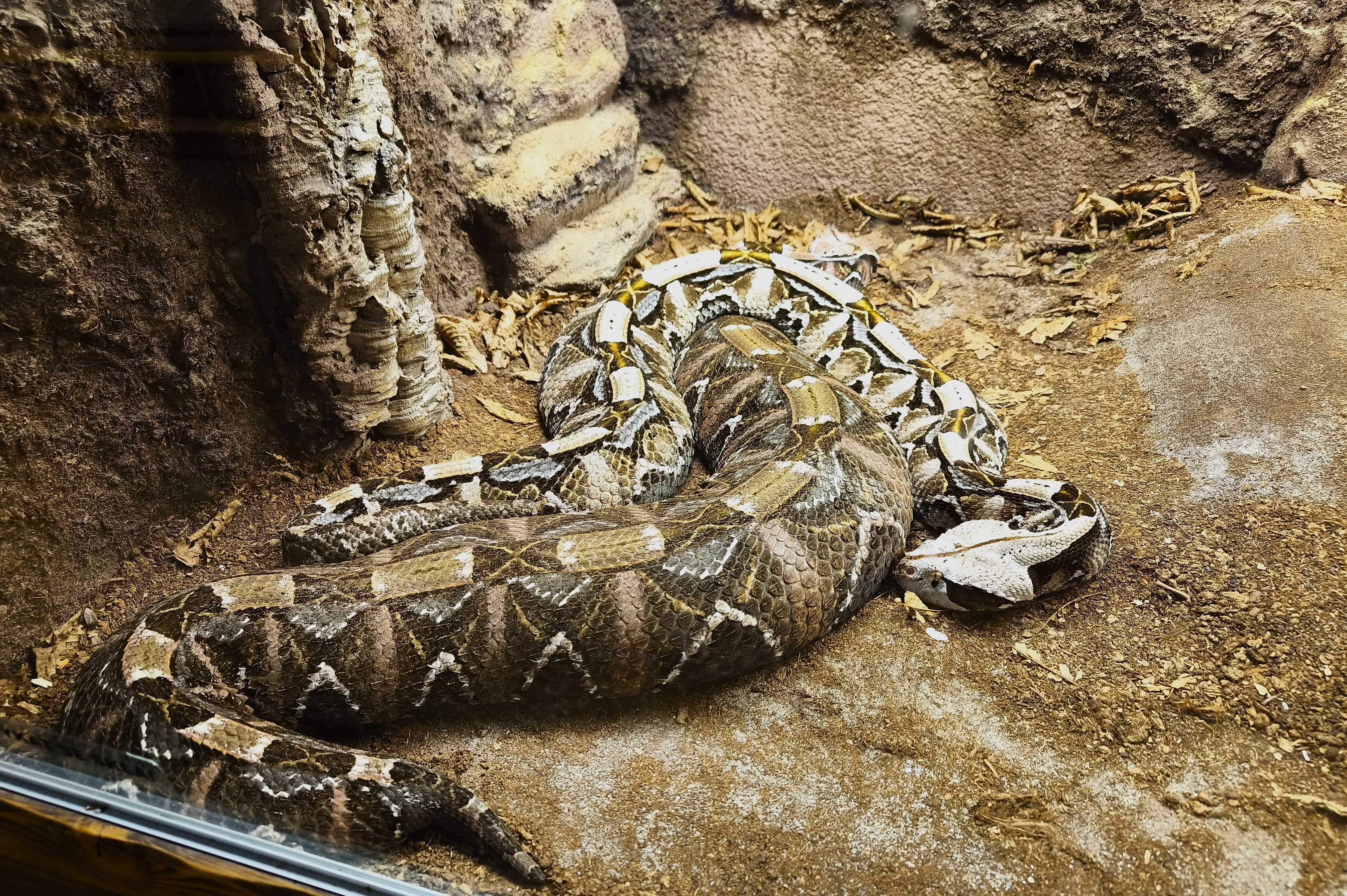 Zmije gabunská západní