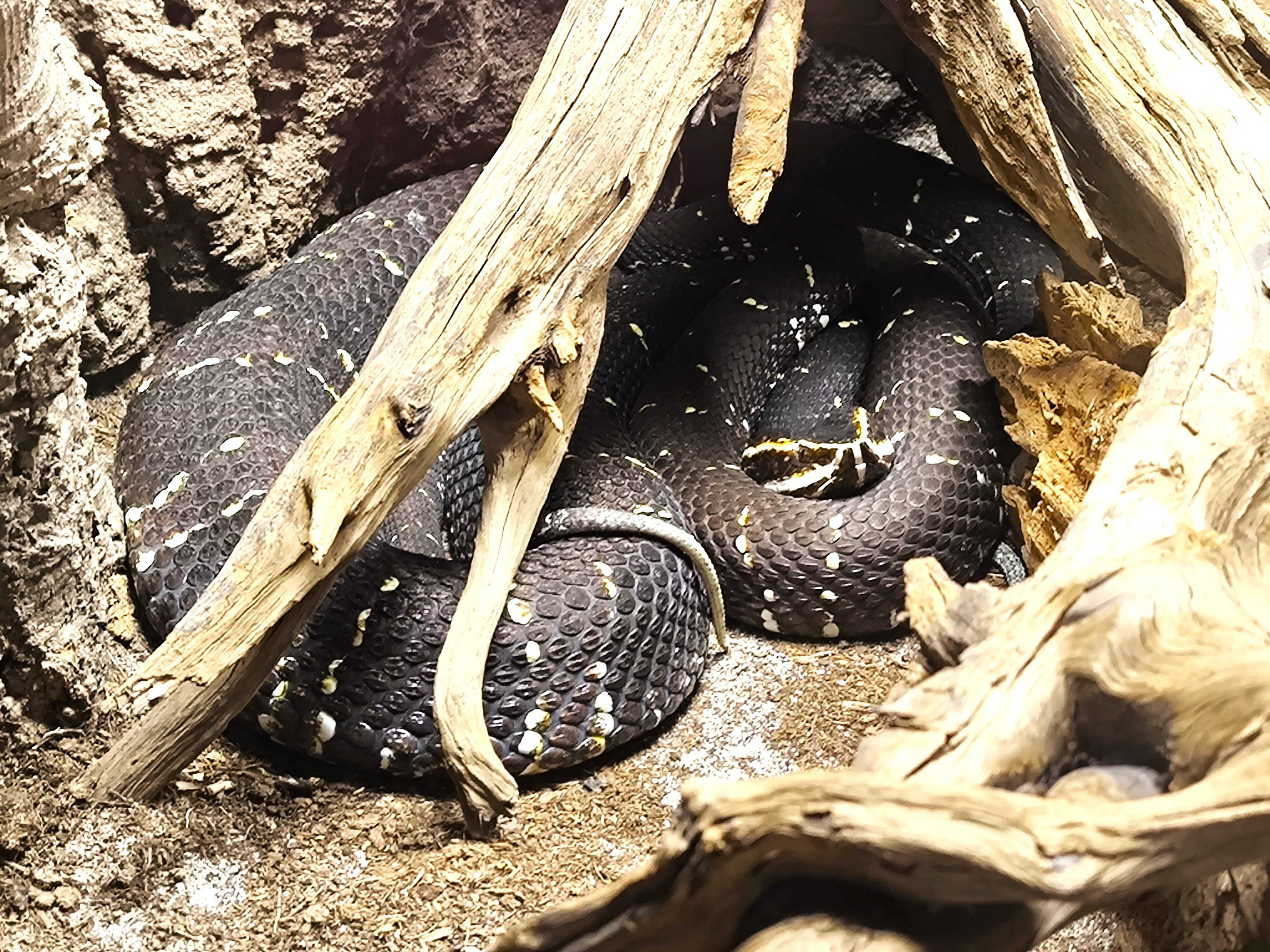 Ploskolebec mexický