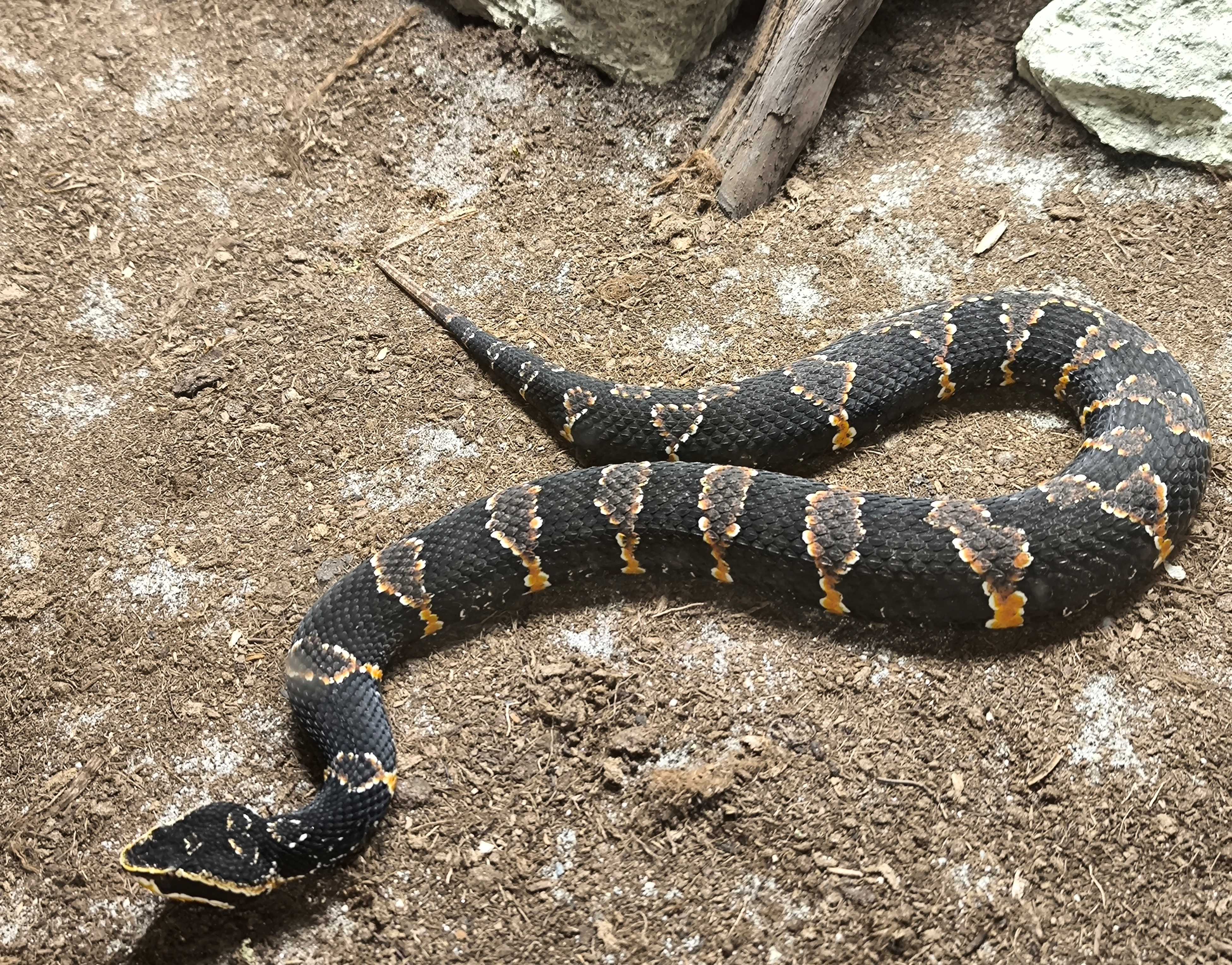 Ploskolebec Taylorův