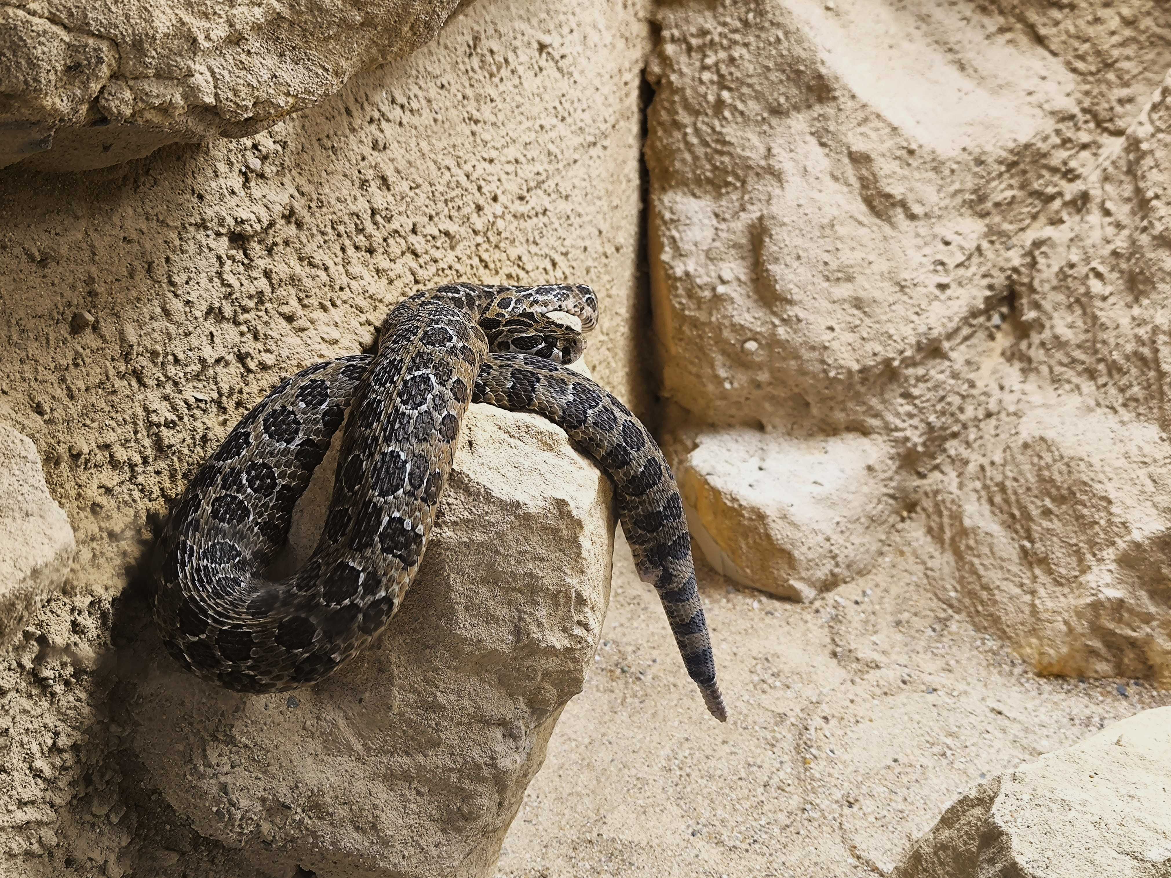 Chřestýš mexický