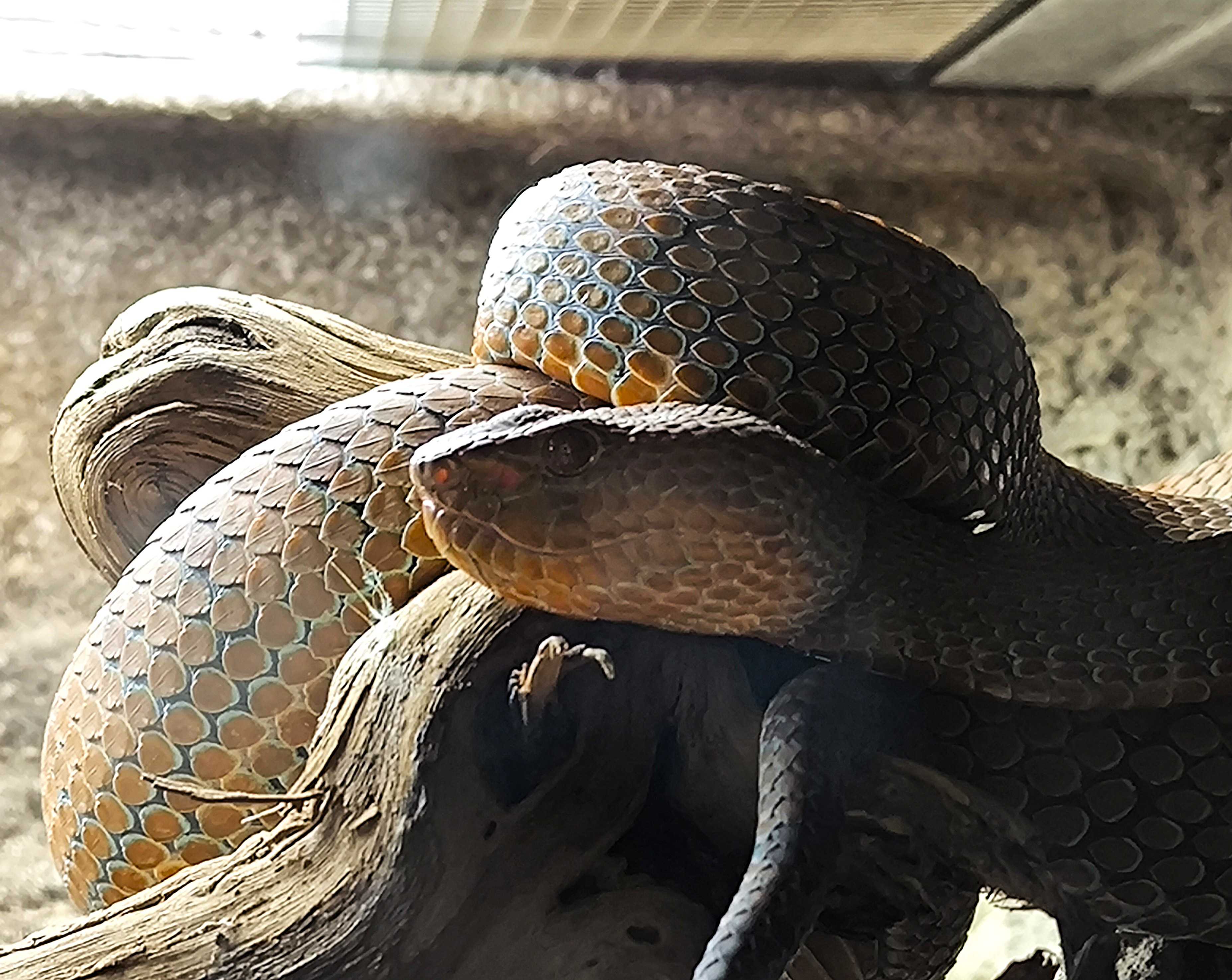 Chřestýšovec filipínský