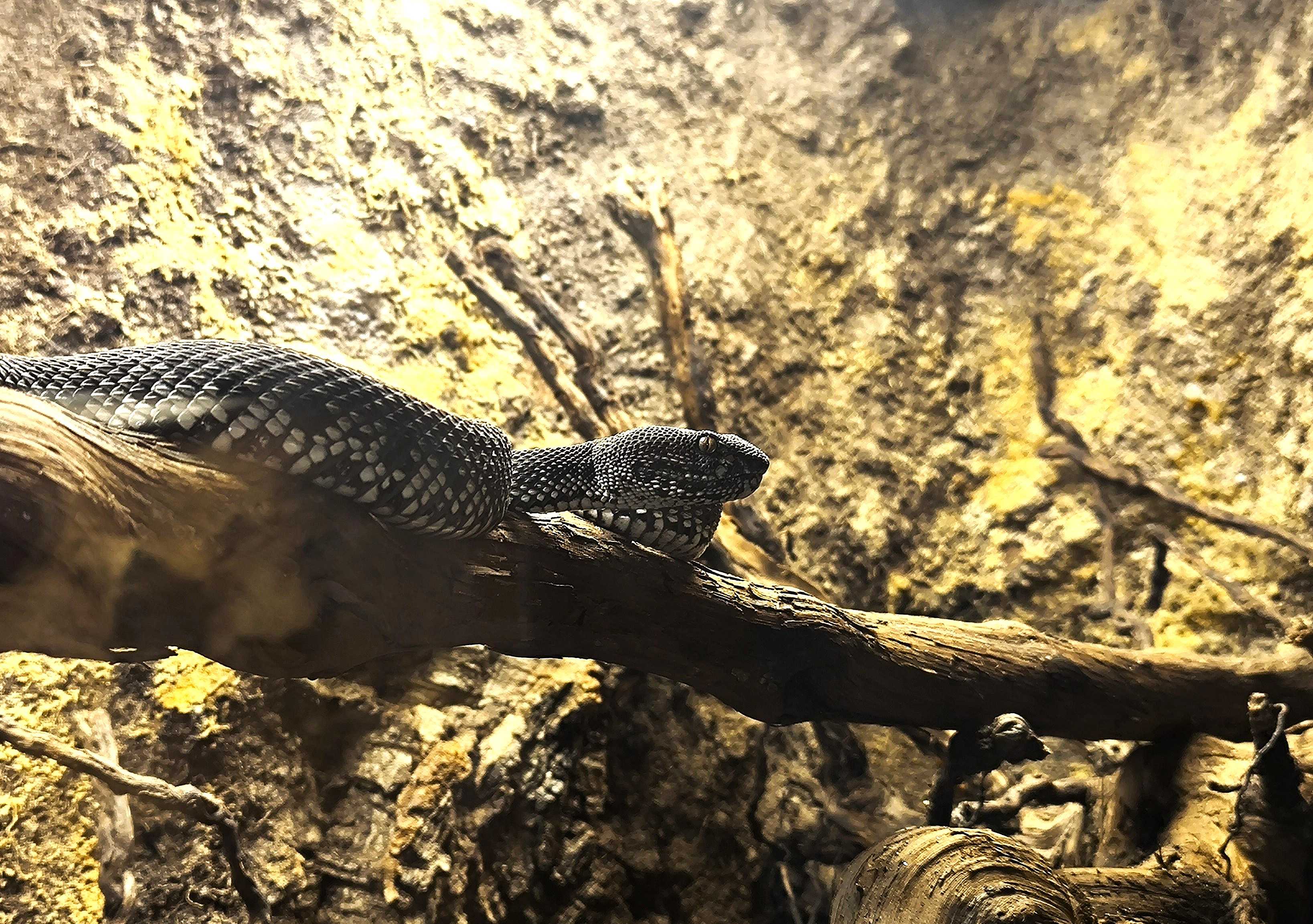 Chřestýšovec purpurový