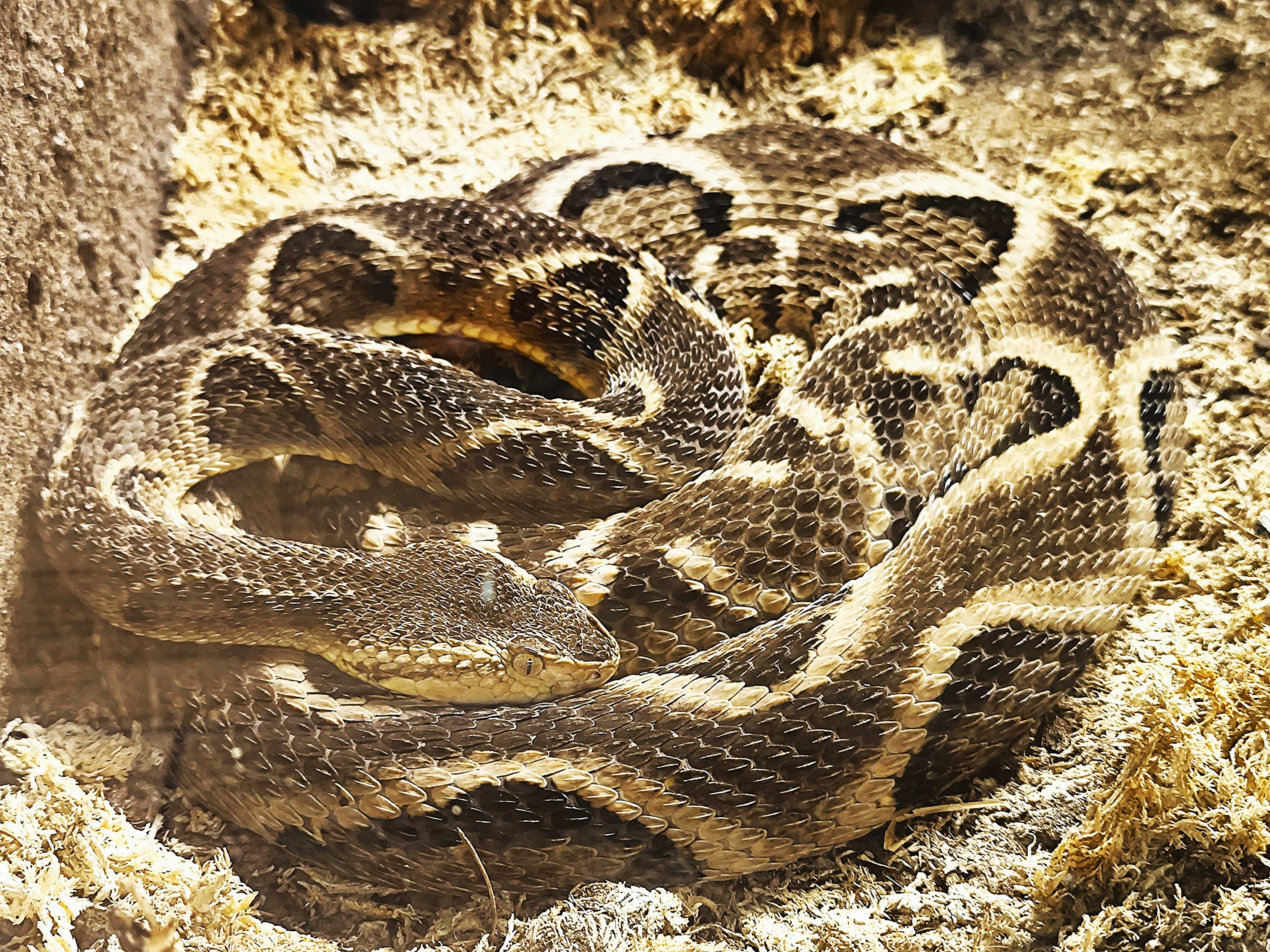 Křovinář brazilský