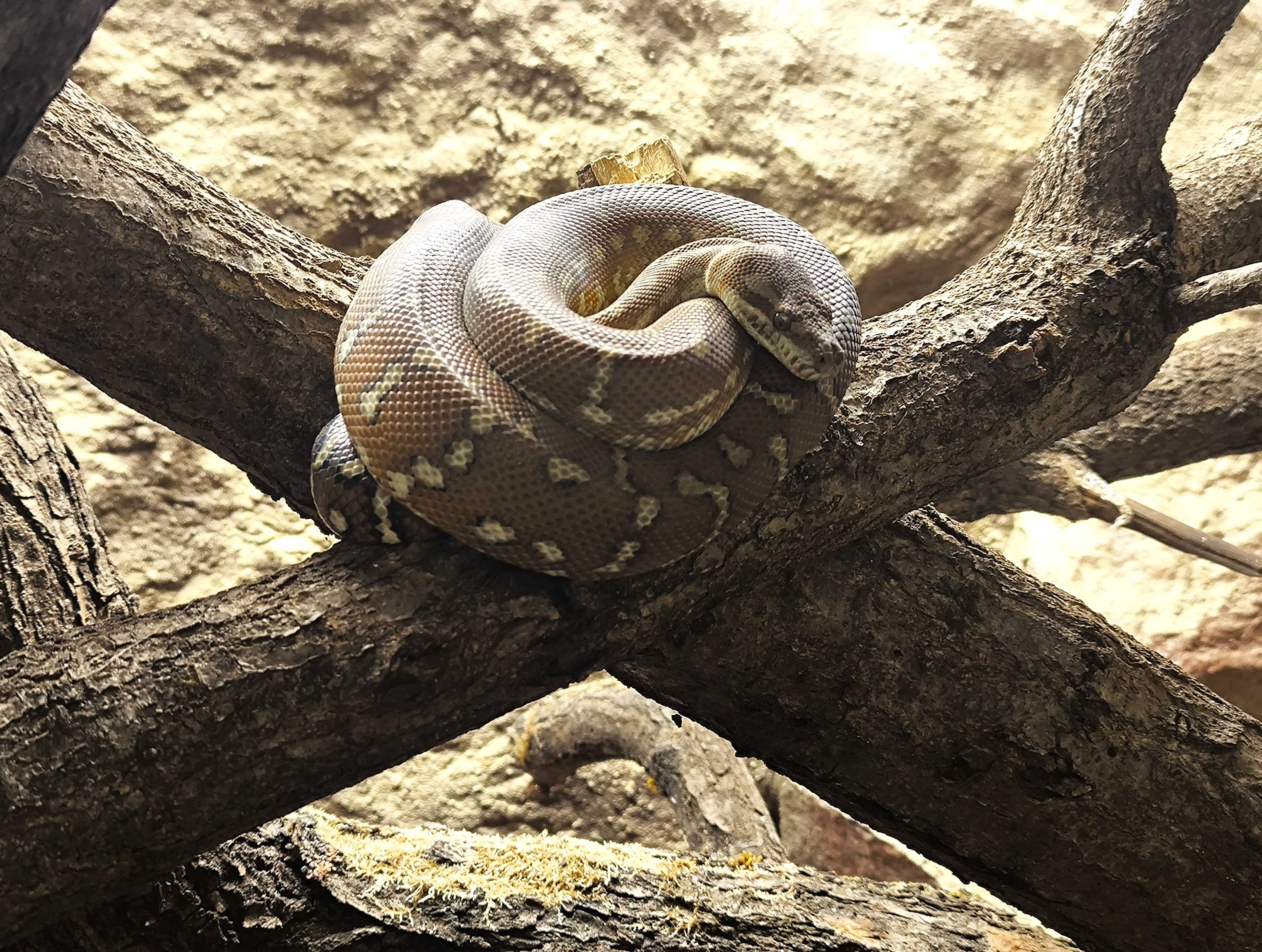 Krajta Morelia Bredli