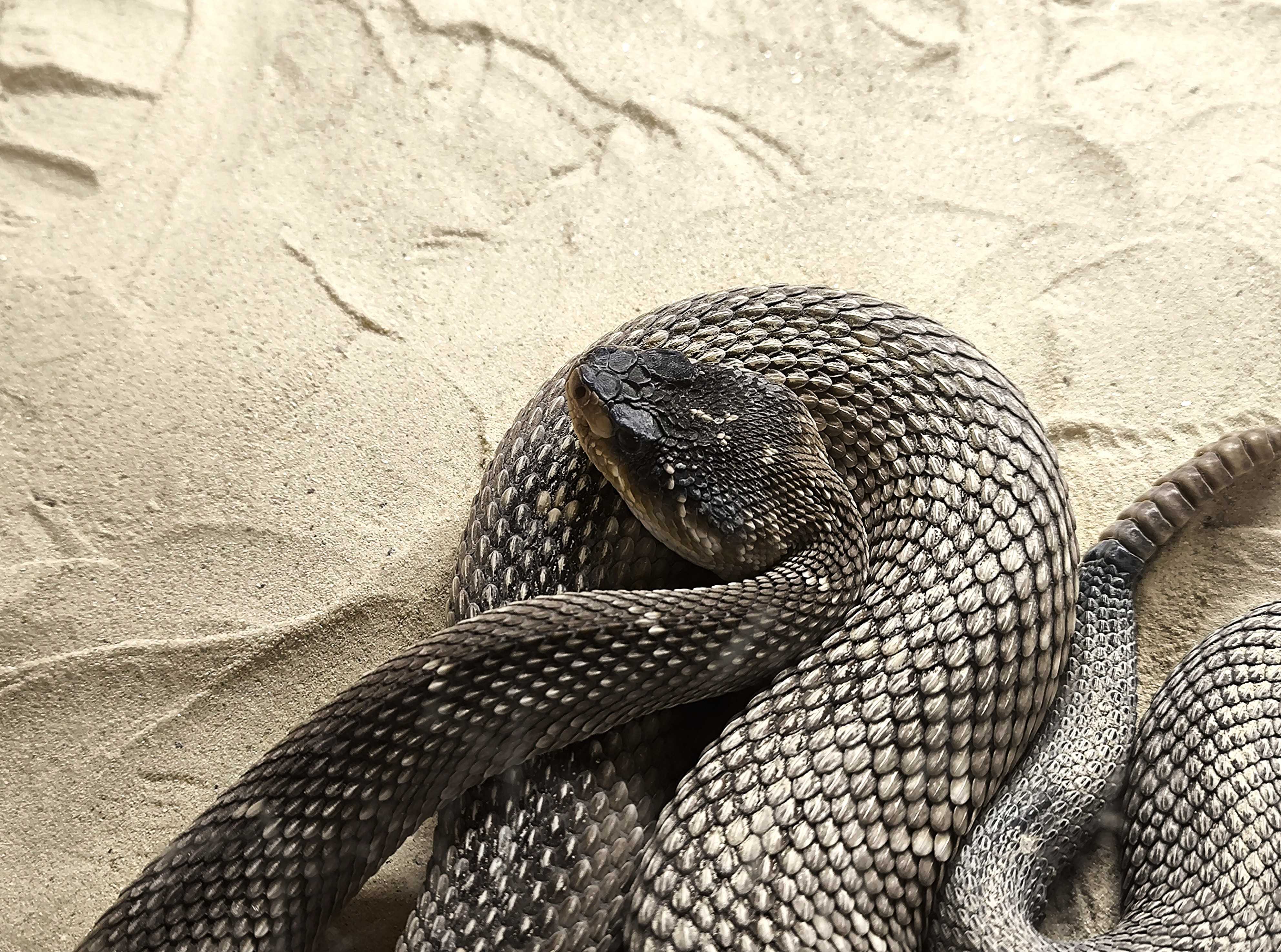 Chřestýš černoocasý