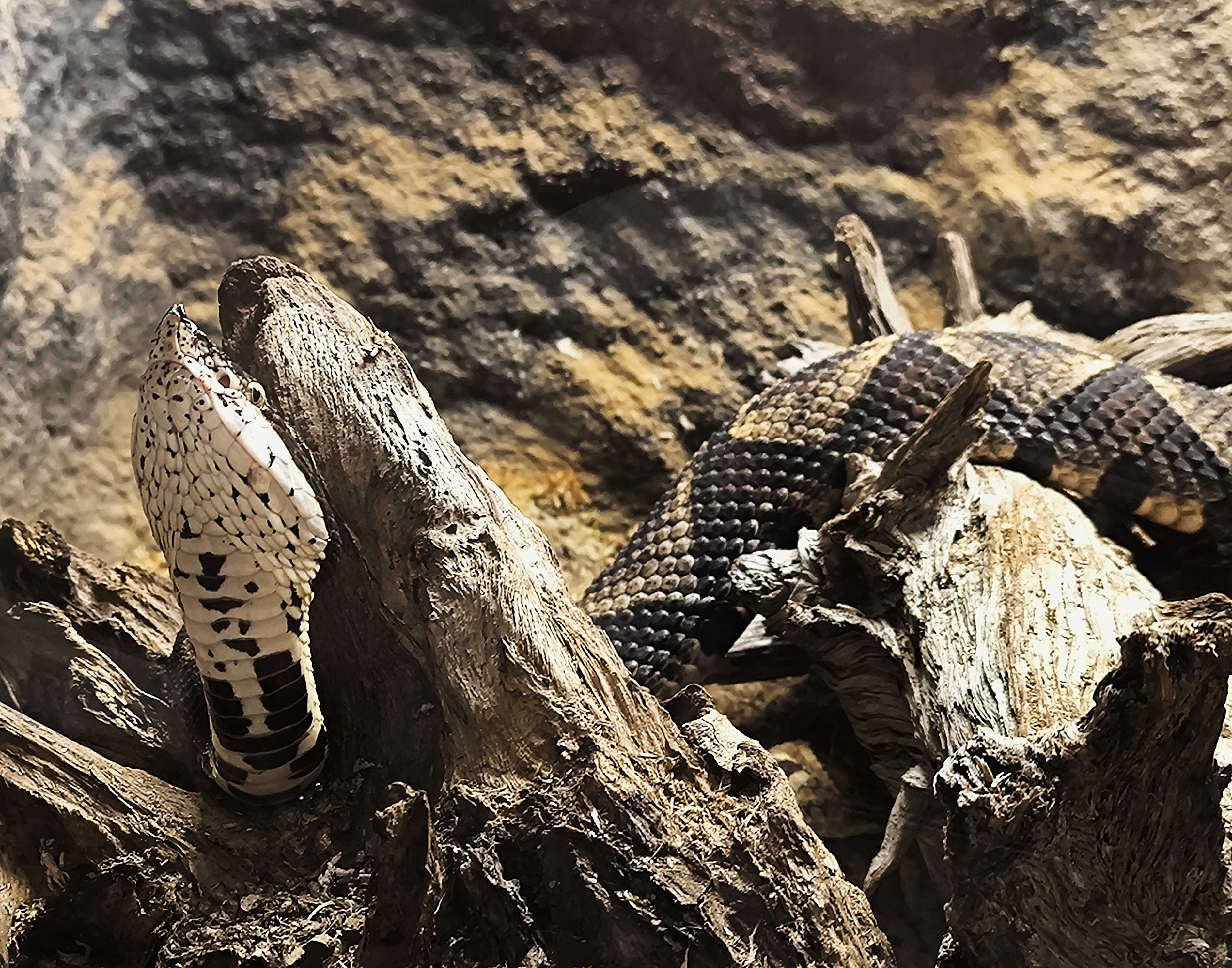 Ploskolebec nosorohý