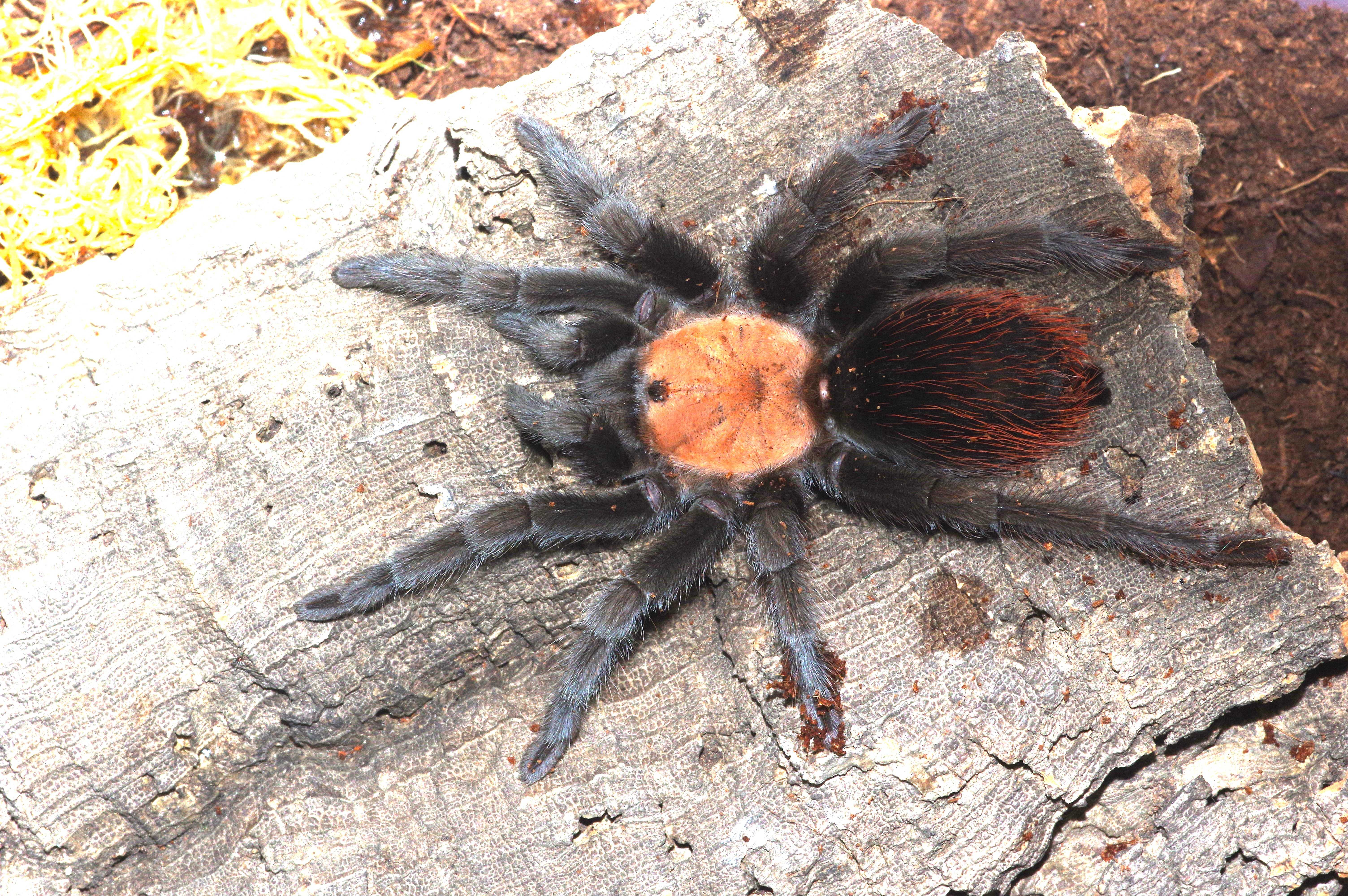 Brachypelma albiceps