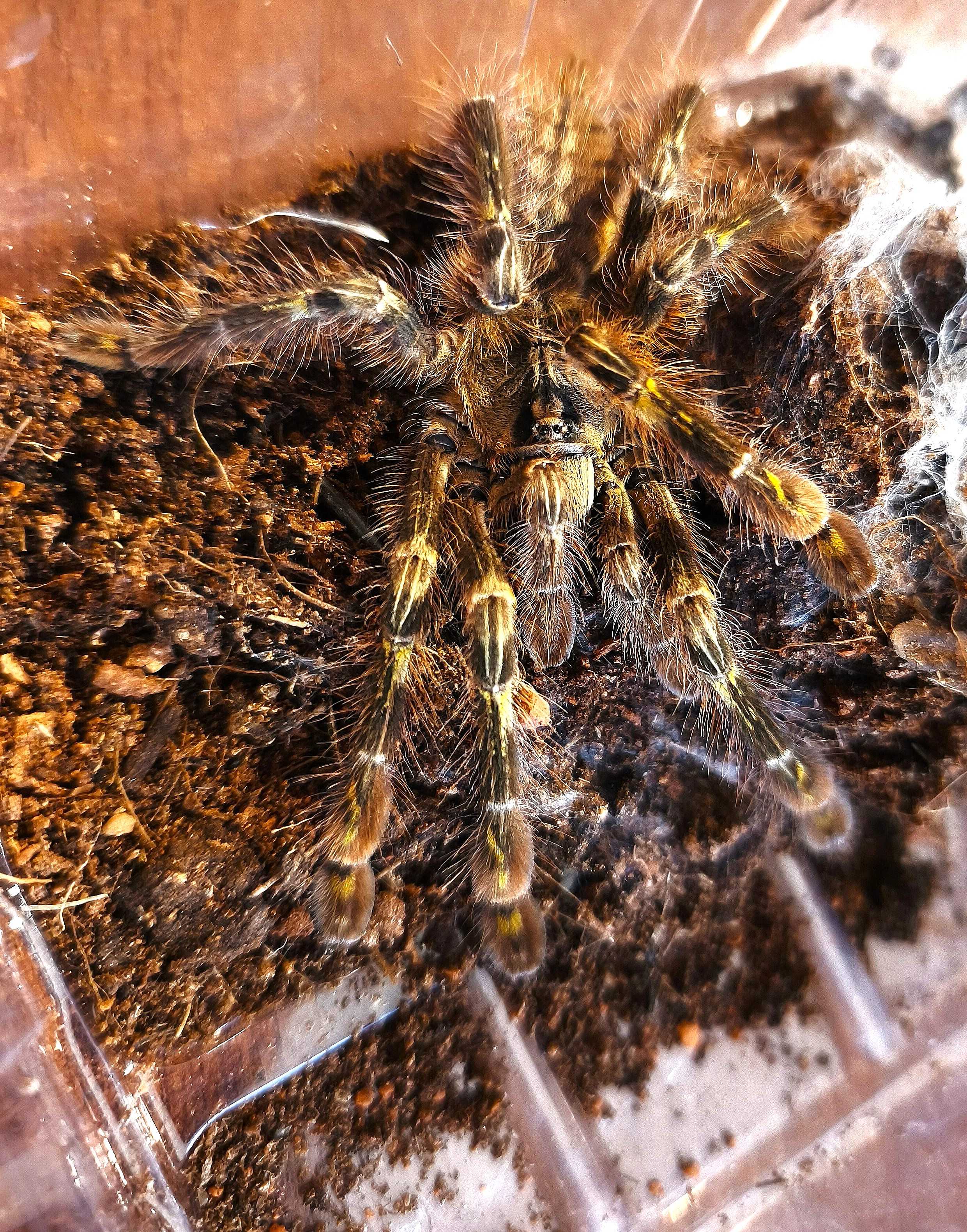 Poecilotheria rufilata
